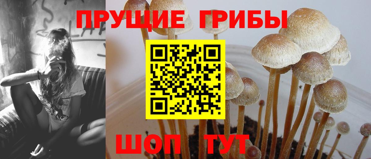 Псилоцибиновые грибы мицелий  Вход с VPN  Галлюциногенные грибы прущие грибы  закладки  Звенигород 